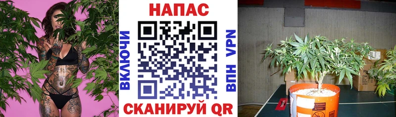 где найти   Оленегорск  Конопля THC 21% 